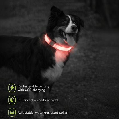 Zoofari - Dog Collar